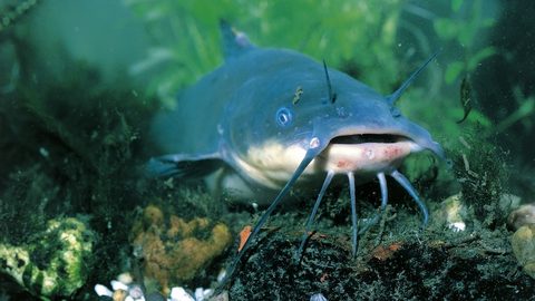A brown bullhead catfish on a lake bed