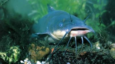 A brown bullhead catfish on a lake bed